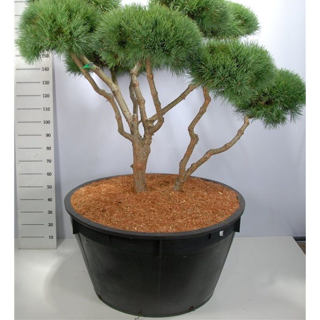 Tall – Pinus sylvestris 'Watereri' - C500 140-150 cm. Bonsai 1